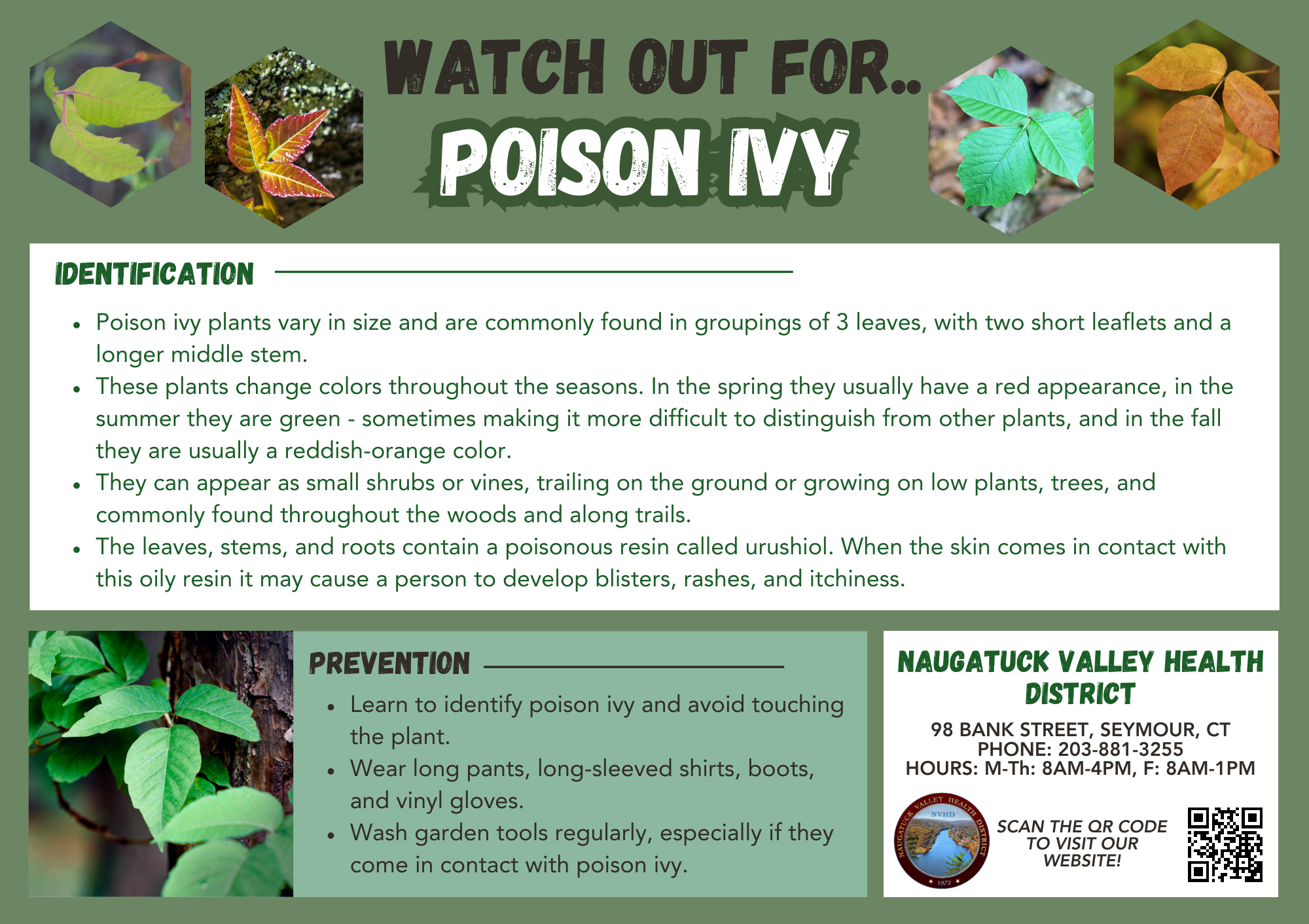 Watch out for Poison Ivy! - Naugatuck Valley Health District