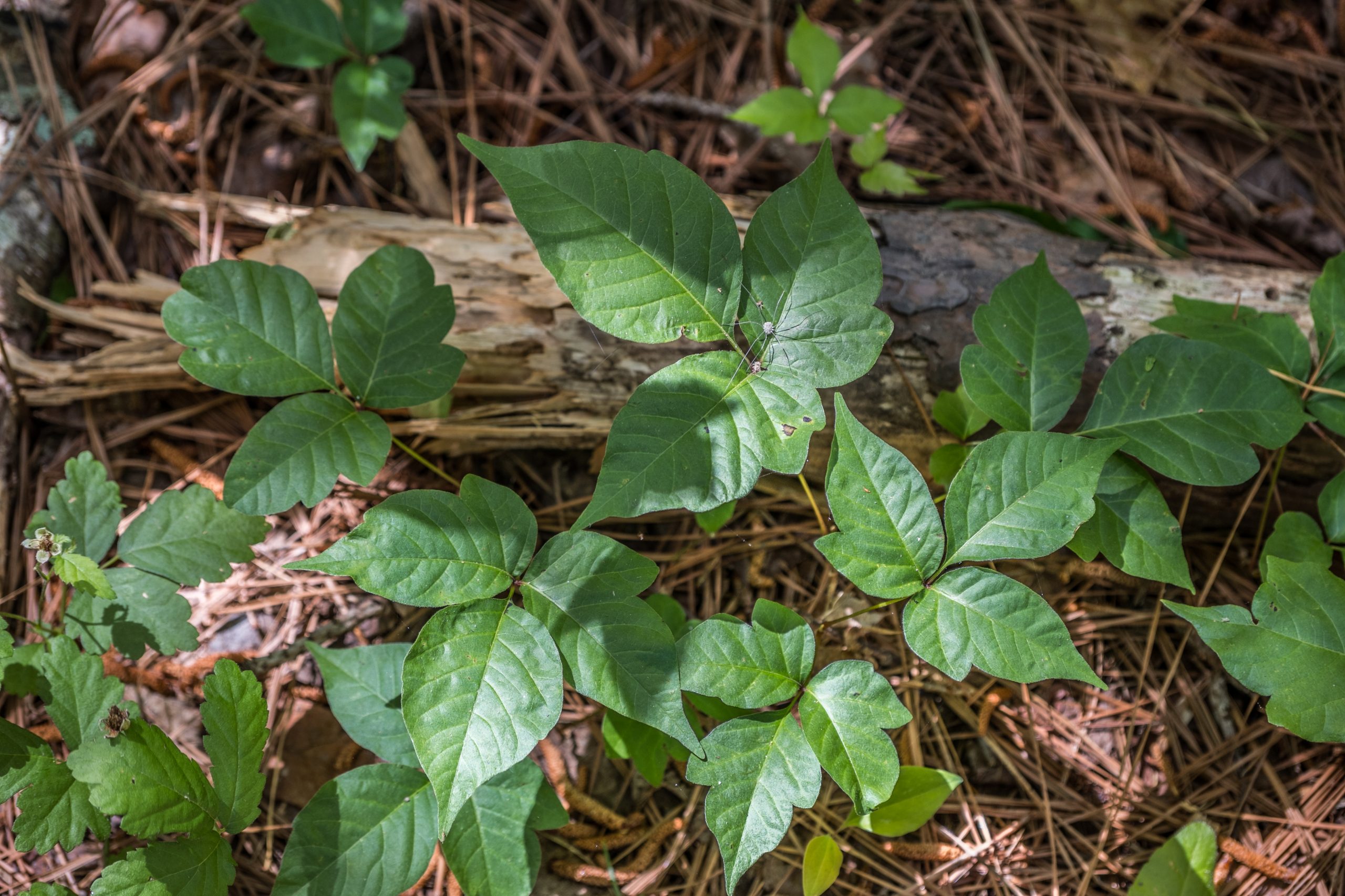 Watch out for Poison Ivy! - Naugatuck Valley Health District